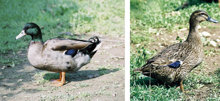 &Aacute;nade mallorqu&iacute;n - Caracter&iacute;sticas m&aacute;s destacadas