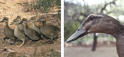 &Aacute;nade mallorqu&iacute;n - Or&iacute;genes