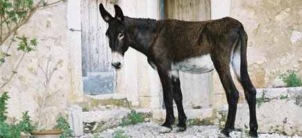 Asno balear - Datos generales