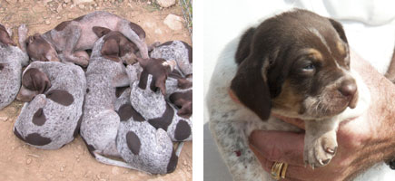 Can m&egrave; mallorqu&iacute;n - Or&iacute;genes