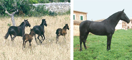 Caballo mallorqu&iacute;n - Or&iacute;genes