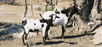 Cabra piti&uuml;sa - Caracteres generales