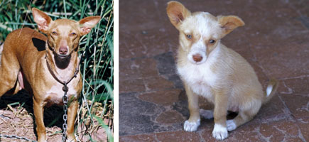 Can de conejos de Menorca - Caracter&iacute;sticas m&aacute;s destacadas