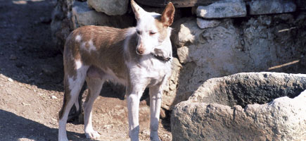 Can de conejos de Menorca - Datos generales