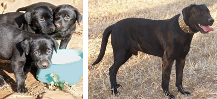 Can de ganado - Caracter&iacute;sticas m&aacute;s destacadas