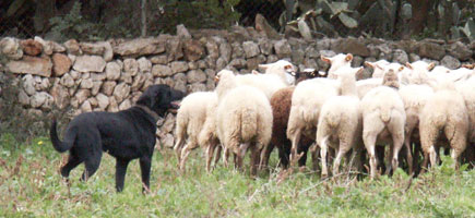 Can de ganado - Dstos generales