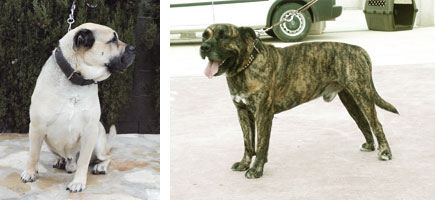 Can de toro - Caracter&iacute;sticas m&aacute;s destacadas