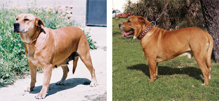 Can de toro - Or&iacute;genes