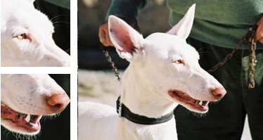 Can ibicenco - Galer&iacute;a - Imagen 01