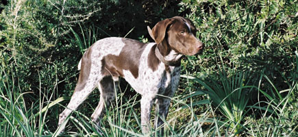 Can m&egrave; mallorqu&iacute;n - Caracter&iacute;sticas m&aacute;s destacadas