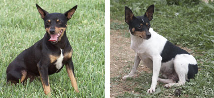 Can ratonero mallorqu&iacute;n - Or&iacute;gens