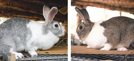 Conejo campero de Ibiza - Caracter&iacute;sticas m&aacute;s destacadas