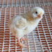 Gallina de Mallorca - Galer&iacute;a - Icono 06