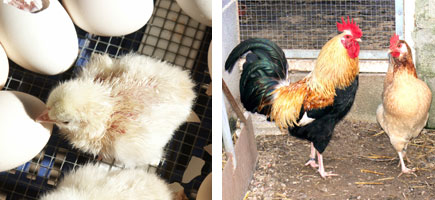 Gallina de Mallorca - Or&iacute;genes