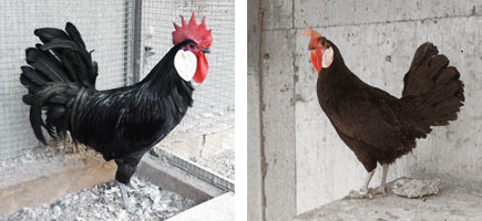 Gallina de Menorca - Caracter&iacute;sticas m&aacute;s destacadas