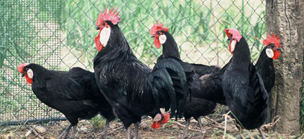 Gallina de Menorca - Datos generales