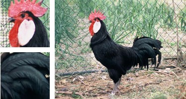 Gallina de Menorca - Galer&iacute;a - Imagen 01