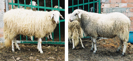 Oveja ibicenca - Caracter&iacute;sticas m&aacute;s destacadas