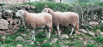 Oveja ibicenca - Datos generales