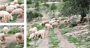 Oveja ibicenca - Galer&iacute;a - Imagen 01