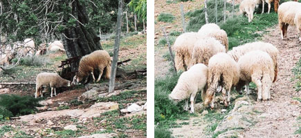 Oveja ibicenca - Or&iacute;genes