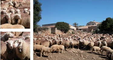 Oveja mallorquina - Galer&iacute;a - Imagen 01