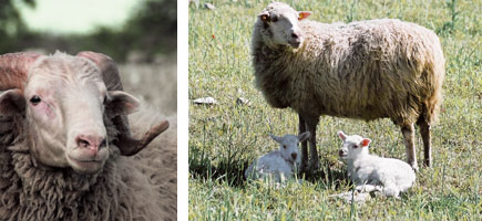 Oveja mallorquina - Or&iacute;genes