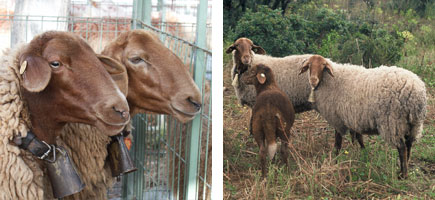 Oveja roja mallorquina - Or&iacute;genes