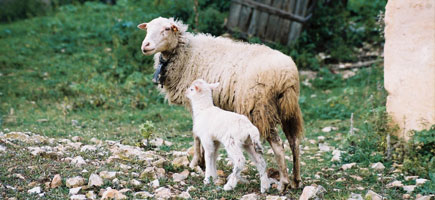 Oveja mallorquina - Dades generals