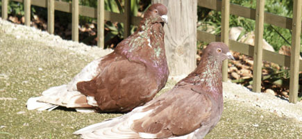 Palomo de Casta Grossa - Datos generales