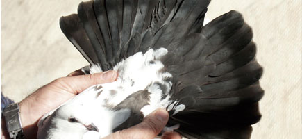 Palomo de Escampadissa - Datos generales