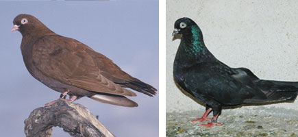 Palomo de Pinta o de Esbart - Caracter&iacute;sticas m&aacute;s destacadas