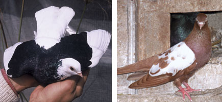 Palomo de Pinta o de Esbart - Or&iacute;genes