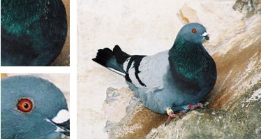 Palomo Gatxut - Galer&iacute;a - Imagen 01