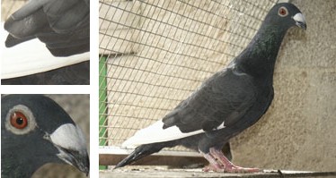 Palomo Nas de Xot - Galer&iacute;a - Imagen 01