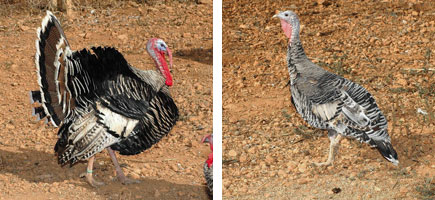 Gall d'Indi de Menorca - Caracter&iacute;sticas m&aacute;s destacadas