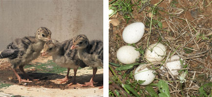 Pavo de Menorca - Or&iacute;genes