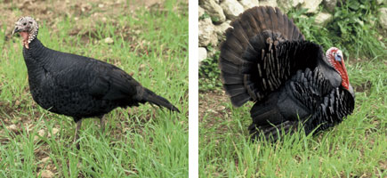 Pavo mallorqu&iacute;n - Caracter&iacute;sticas m&aacute;s destacadas