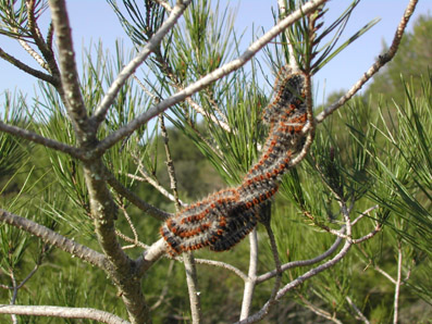 Procession&agrave;ria del pi - Erugues sobre branques de pi.