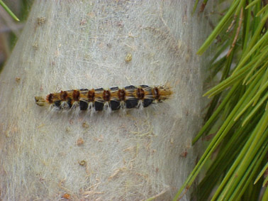 Procession&agrave;ria del pi - Eruga sobre boss&oacute;.
