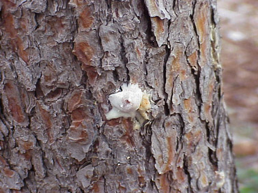 Perforadors del pi - Detall de l'entrada recent d'un adult. Fixau-vos en la forma de "volc&agrave; de re&iuml;na".