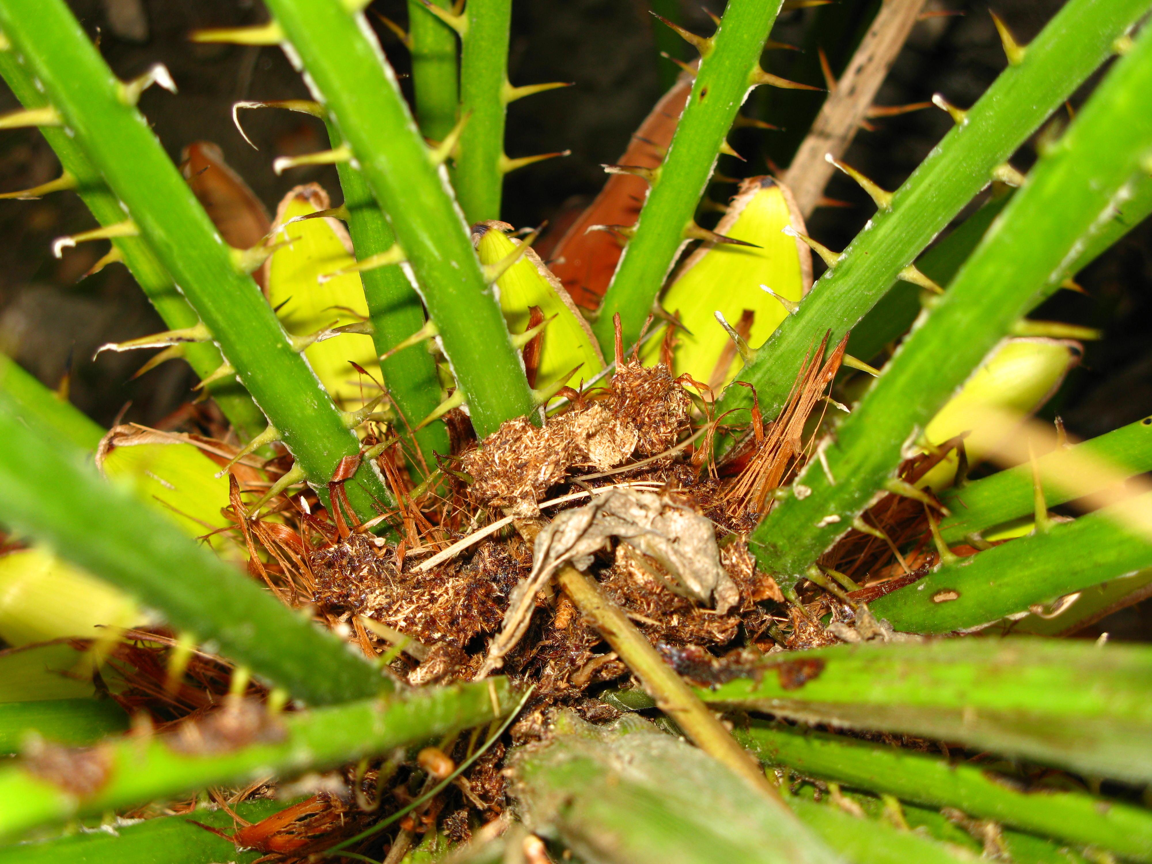 Danys al tronc (serrad&iacute;s).