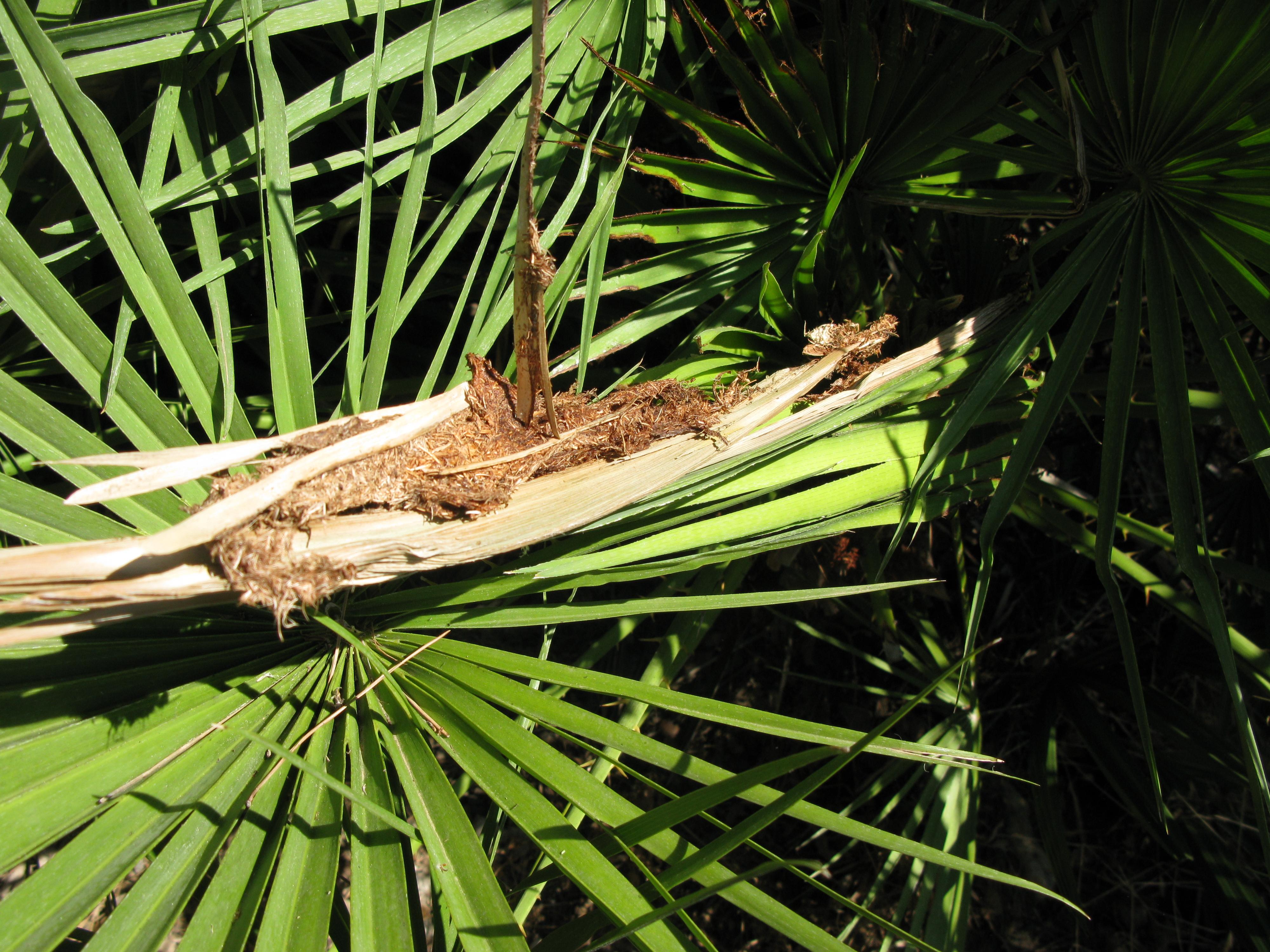Danys al tronc (serrad&iacute;s).
