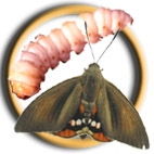 Icona de l'eruga barrinadora del garball&oacute; (Paysandisia archon).