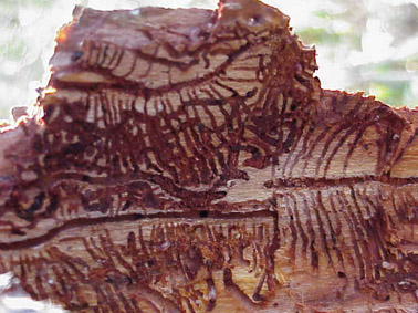 Perforadors del pi - Galeries constru&iuml;des per perforadors del pi.