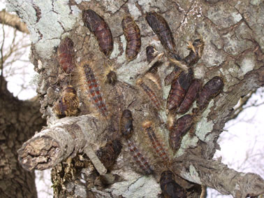 Eruga peluda de l'alzina - Erugues i criss&agrave;lides.