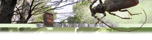 Servei de Sanitat Forestal - Cap&ccedil;alera Alta 01.