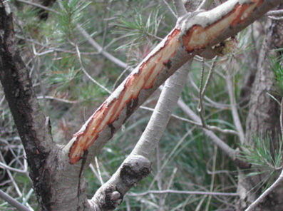 Danys bi&ograve;tics - Danys ocasionats per una cabra.