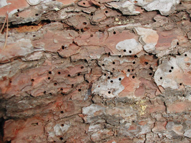 Perforadors del pi - Orificis produ&iuml;ts per la sortida dels adults.