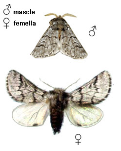 Procession&agrave;ria del pi - Identificaci&oacute; del mascle i la femella adults de l'esp&egrave;cie.